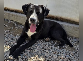 Coco: wo sind die Labrador-Freunde?