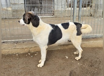 Carlo: was will man mehr?