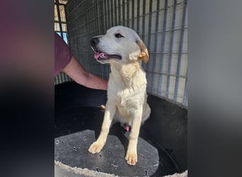 Fidor: kleiner Labbi-Junge sucht sein Glück