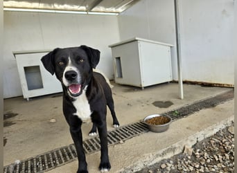 Coco: wo sind die Labrador-Freunde?