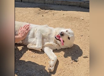 Lupin: ein großer Schmuser wartet auf Dich