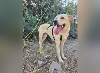 Jolie: tolle Begleiterin