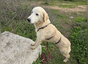 Nala: sie ruht in sich