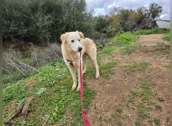 Nala: ihre Augen blicken in dein  Herz