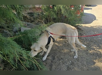 Jolie: ein Traum für Labrador-Freunde