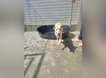 Fidor: kleiner Labbi-Junge sucht sein Glück