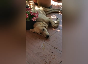 Der kleine Kalle kann in der Südpfalz besucht werden