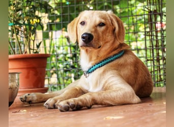 Traumhund  Kalle kann in der Südpfalz besucht werden