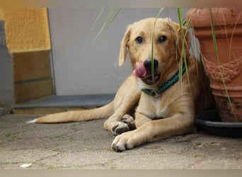 Traumhund  Kalle kann in der Südpfalz besucht werden