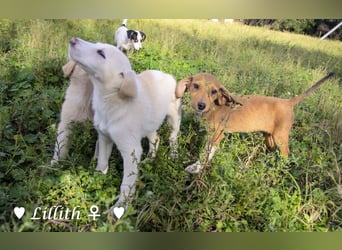 Lillith sucht ein Zuhause