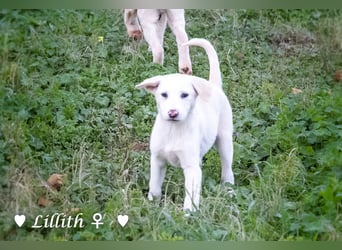 Lillith sucht ein Zuhause