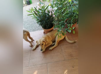 Traumhund  Kalle kann in der Südpfalz besucht werden