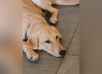 Traumhund  Kalle kann in der Südpfalz besucht werden
