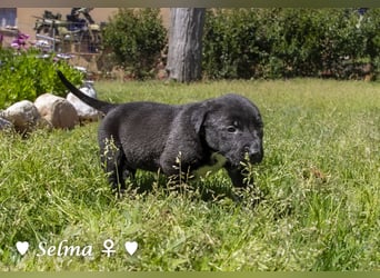 Savas, Selma, Simos, Sirius und Smile suchen ein Zuhause