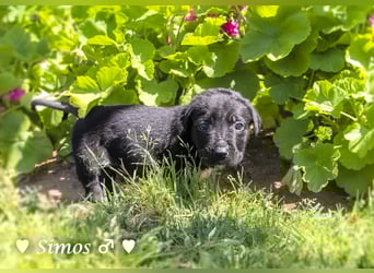 Savas, Selma, Simos, Sirius und Smile suchen ein Zuhause