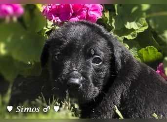 Savas, Selma, Simos, Sirius und Smile suchen ein Zuhause