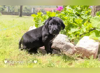 Savas, Selma, Simos, Sirius und Smile suchen ein Zuhause