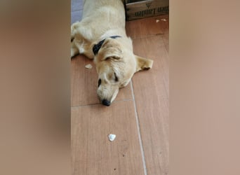 Der kleine Kalle kann in der Südpfalz besucht werden