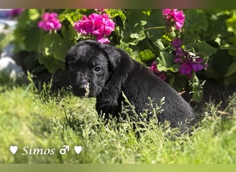 Savas, Selma, Simos, Sirius und Smile suchen ein Zuhause