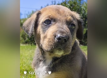 Savas, Selma, Simos, Sirius und Smile suchen ein Zuhause