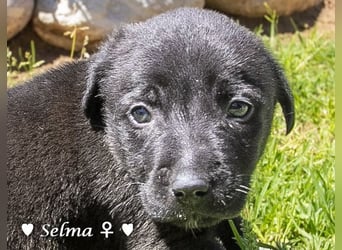 Savas, Selma, Simos, Sirius und Smile suchen ein Zuhause