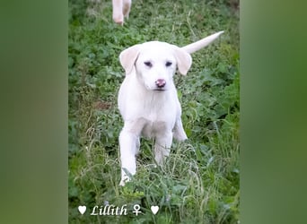 Lillith sucht ein Zuhause