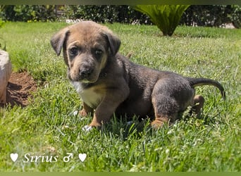 Savas, Selma, Simos, Sirius und Smile suchen ein Zuhause