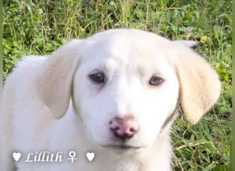 Lillith sucht ein Zuhause