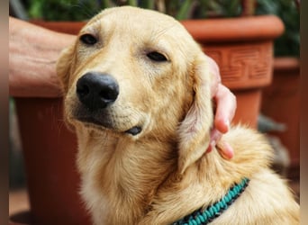 Traumhund  Kalle kann in der Südpfalz besucht werden