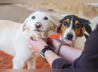 Lillith sucht ein Zuhause