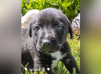 Savas, Selma, Simos, Sirius und Smile suchen ein Zuhause