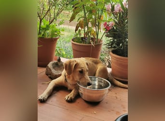 Der kleine Kalle kann in der Südpfalz besucht werden