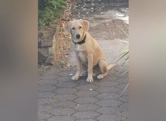 Der kleine Kalle kann in der Südpfalz besucht werden