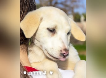 Lillith sucht ein Zuhause