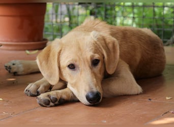 Traumhund  Kalle kann in der Südpfalz besucht werden