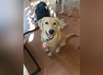 Traumhund  Kalle kann in der Südpfalz besucht werden