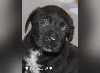 Savas, Selma, Simos, Sirius und Smile suchen ein Zuhause