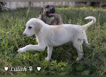 Lillith sucht ein Zuhause