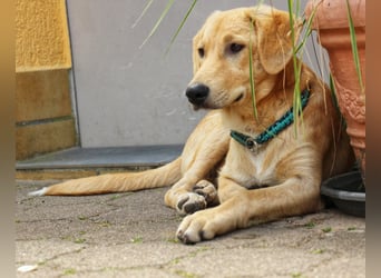 Traumhund  Kalle kann in der Südpfalz besucht werden