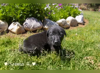 Savas, Selma, Simos, Sirius und Smile suchen ein Zuhause