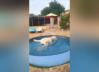 Simba V75 steckt voller Lebensfreude