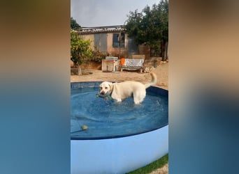 Simba V75 steckt voller Lebensfreude