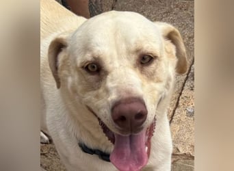 Simba V75 steckt voller Lebensfreude