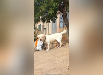 Simba V75 steckt voller Lebensfreude