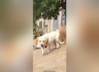 Simba V75 steckt voller Lebensfreude