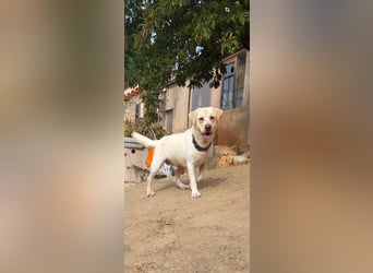 Simba V75 steckt voller Lebensfreude