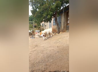 Simba V75 steckt voller Lebensfreude