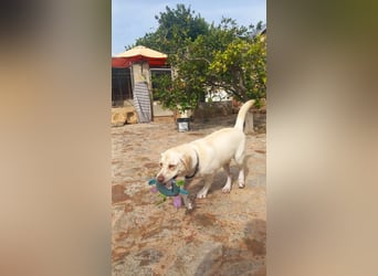 Simba V75 steckt voller Lebensfreude