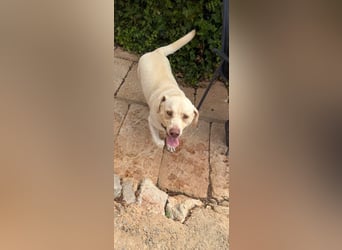 Simba V75 steckt voller Lebensfreude