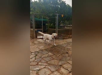 Simba V75 steckt voller Lebensfreude